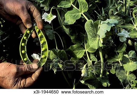 Peas, greenhouse. Arenys de Mar. Barcelona. Spain View Large Photo Image Stock Image - Peas, greenhouse. Arenys de Mar. Barcelona. Spain. Fotosearch