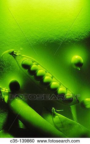Peas View Large Photo Image Stock Image - Peas. Fotosearch
