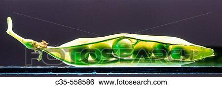 Stock Photograph - Peas. Fotosearch