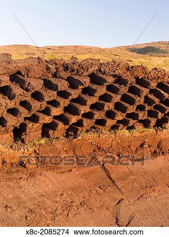Picture - Peat cutting on Shetland, Scotland. the peat is drying next to the peat bank it was cut from. Europe, Great Britain, Scotland, Northern Isles, Shetland, May.. Fotosearch