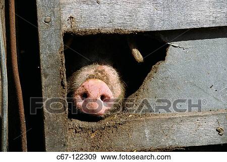 Pedigree Welsh breed sow. Buckinghamshire, England, UK View Large Photo Image Stock Photo - Pedigree Welsh breed sow. Buckinghamshire, England, UK. Fotosearch