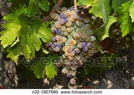 Pedro Ximenez wine grapes, Montilla, Montilla-Moriles area, Cordoba province, Andalusia, Spain. View Large Photo Image Stock Image - Pedro Ximenez wine grapes, Montilla, Montilla-Moriles area, Cordoba province, Andalusia, Spain.. Fotosearch
