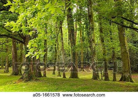 Pedunculate Oak Quercus robur, Royal Golf Club of San Sebastian, Hondarribia, Guipuzcoa, Basque Country, Spain. View Large Photo Image Stock Photo - Pedunculate Oak Quercus robur, Royal Golf Club of San Sebastian, Hondarribia, Guipuzcoa, Basque Country, Spain.. Fotosearch