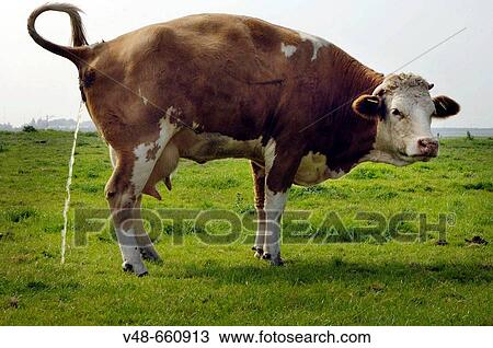Peeing cow in a field. Netherlands View Large Photo Image Stock Image - Peeing cow in a field. Netherlands. Fotosearch