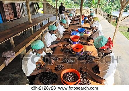 peeling of roasted cocoa beans at Nova Moca site, owned by Claudio Corallo, agronomist, cocoa producer and chocolate maker in Sao Tome Island, Republic of Sao Tome and Principe, Africa. View Large Photo Image Stock Photo - peeling of roasted cocoa beans at Nova Moca site, owned by Claudio Corallo, agronomist, cocoa producer and chocolate maker in Sao Tome Island, Republic of Sao Tome and Principe, Africa.. Fotosearch