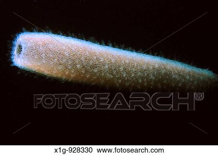 Pelagic invertebrate Pyrosoma atlanticum floating off of Santa Cruz Island, California Channel Islands, USA View Large Photo Image Stock Image - Pelagic invertebrate Pyrosoma atlanticum floating off of Santa Cruz Island, California Channel Islands, USA. Fotosearch