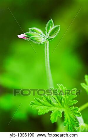 Pelargonium graveolens, geranium, located in Picanya, a village near valencia, Spain View Large Photo Image Stock Image - Pelargonium graveolens, geranium, located in Picanya, a village near valencia, Spain. Fotosearch