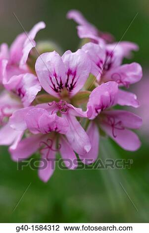 Pelargonium Zonale View Large Photo Image Stock Image - Pelargonium Zonale. Fotosearch