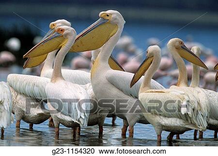 pelican View Large Photo Image Stock Image - pelican. Fotosearch
