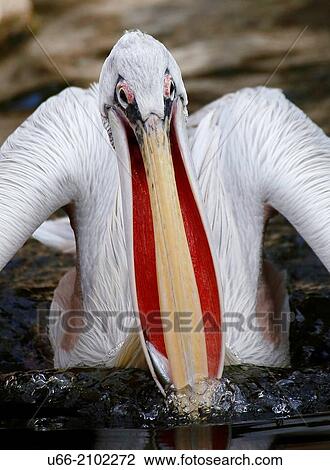 Pelican, Tenerife, Canary Islands, Spain View Large Photo Image Stock Image - Pelican, Tenerife, Canary Islands, Spain. Fotosearch