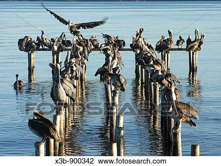 Stock Image - Pelicans resting to the late afternoon. Fotosearch