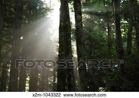 Stock Image - Pemigewasset Wilderness - The sun breaks through the forest along the Wilderness Trail Located in Lincoln, New Hampshire USA. Fotosearch