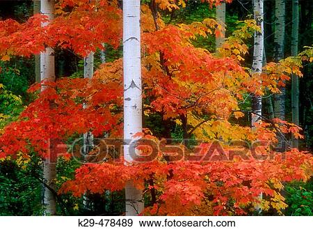Stock Photo - Penage. Ontario, Canada. Fotosearch