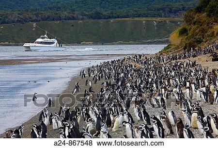 Stock Photo - Penguins at Martillo Island (near Ushuaia), Tierra del Fuego, Argentina (March 2009). Fotosearch