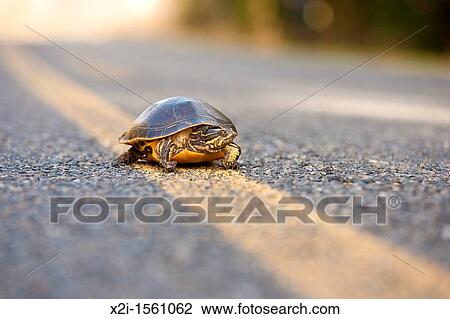 Peninsula cooter Pseudemys floridana peninsularis turtle near center line on asphalt road in central Florida View Large Photo Image Stock Image - Peninsula cooter Pseudemys floridana peninsularis turtle near center line on asphalt road in central Florida. Fotosearch