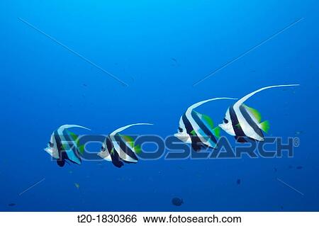 Pennant Bannerfish, Heniochus diphreutes, North Male Atoll, Maldives View Large Photo Image Stock Photograph - Pennant Bannerfish, Heniochus diphreutes, North Male Atoll, Maldives. Fotosearch