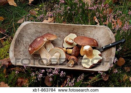 Penny bun (Boletus edulis), edible fungi View Large Photo Image Picture - Penny bun (Boletus edulis), edible fungi. Fotosearch