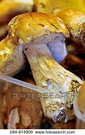 Penny Buns (Boletus edulis) at La Boqueria market, Barcelona. Catalonia, Spain View Large Photo Image Stock Photo - Penny Buns (Boletus edulis) at La Boqueria market, Barcelona. Catalonia, Spain. Fotosearch