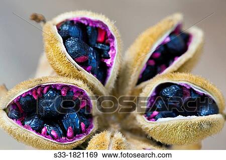 Peony seeds in the Muana cliff Cadalso de los Vidrios Madrid Spain View Large Photo Image Stock Photo - Peony seeds in the Muana cliff Cadalso de los Vidrios Madrid Spain. Fotosearch