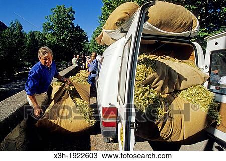 Stock Image - people bringing their production to the Tilia fair of Buis-les-Baonnies, Drome department, region of Rhone-Alpes, France, Europe. Fotosearch