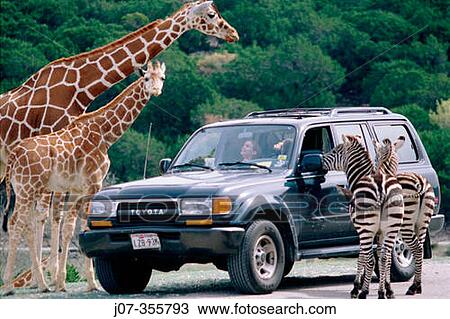 Stock Image - People, car, giraffe (Giraffa camelopardalis reticulata) and zebra.. Fotosearch