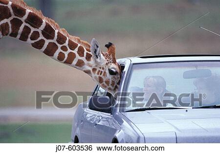 Stock Photograph - People in car and giraffe. Fossil Rim Wildlife Center. Glen Rose. Texas. USA. Fotosearch