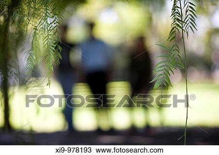 People standing on a park, selective focus on the foreground leaves, Seville, Spain View Large Photo Image Stock Image - People standing on a park, selective focus on the foreground leaves, Seville, Spain. Fotosearch