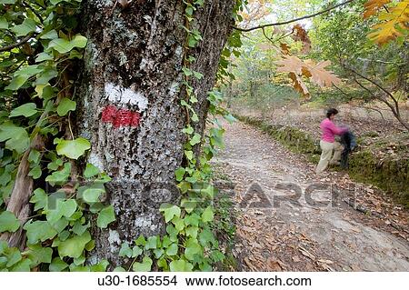 People walking a GR footpath in a forest in autumn Sierra de Francia Biosphere Reserve of Sierra de B? jar and Francia, in Mogarraz Salamanca Province Castilla y Le? n Spain View Large Photo Image Picture - People walking a GR footpath in a forest in autumn Sierra de Francia Biosphere Reserve of Sierra de B? jar and Francia, in Mogarraz Salamanca Province Castilla y Le? n Spain. Fotosearch