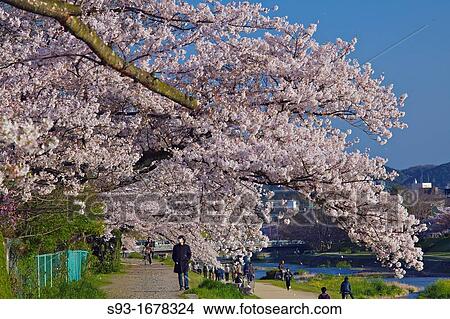 People walking along a path beside the Kamogawa river under the cherry blossoms View Large Photo Image Picture - People walking along a path beside the Kamogawa river under the cherry blossoms. Fotosearch