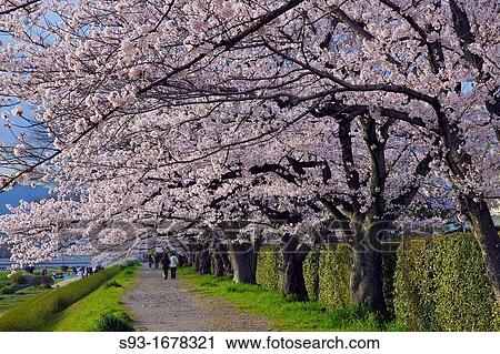 People walking along a path beside the Kamogawa river under the cherry blossoms View Large Photo Image Stock Image - People walking along a path beside the Kamogawa river under the cherry blossoms. Fotosearch