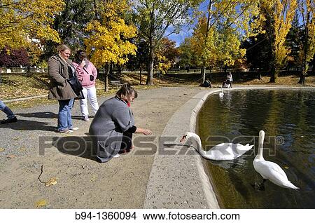 People with swans by the Osseja lake in autumn, Pyrenees-Orientales, Languedoc-Roussillon, France View Large Photo Image Picture - People with swans by the Osseja lake in autumn, Pyrenees-Orientales, Languedoc-Roussillon, France. Fotosearch