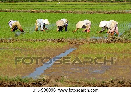 People working in a rice field near Hoi An, Vietnam View Large Photo Image Stock Image - People working in a rice field near Hoi An, Vietnam. Fotosearch
