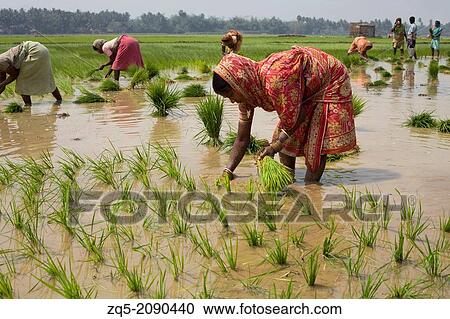 Stock Image - People working in paddy fields near pipilipuri, Odisha, India. Fotosearch