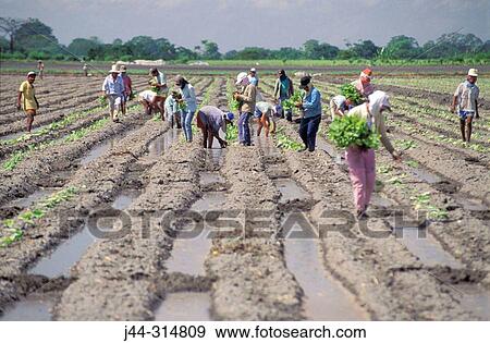 People working in tobacco field View Large Photo Image Stock Photo - People working in tobacco field. Fotosearch