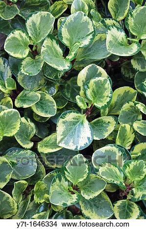 Picture - Peperomia magnoliifolia? Golden Gate?. Fotosearch