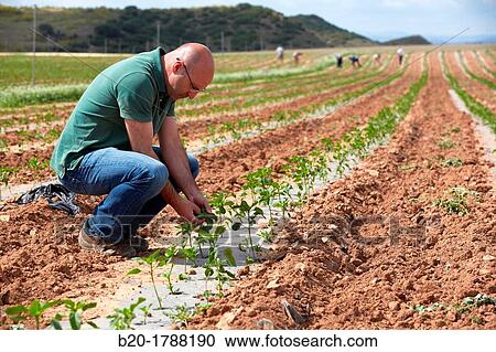 Pepper growing fields, Agricultural Investigation and Research, Agricultural fields, High Ribera, Arga-Aragon Ribera, Navarre, Spain View Large Photo Image Stock Image - Pepper growing fields, Agricultural Investigation and Research, Agricultural fields, High Ribera, Arga-Aragon Ribera, Navarre, Spain. Fotosearch