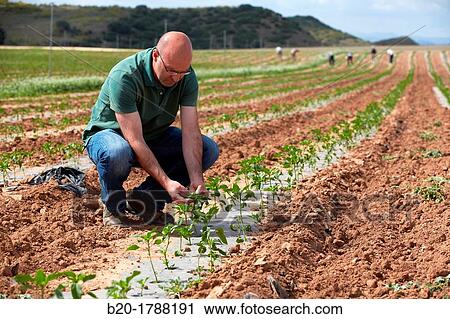 Pepper growing fields, Agricultural Investigation and Research, Agricultural fields, High Ribera, Arga-Aragon Ribera, Navarre, Spain View Large Photo Image Stock Image - Pepper growing fields, Agricultural Investigation and Research, Agricultural fields, High Ribera, Arga-Aragon Ribera, Navarre, Spain. Fotosearch