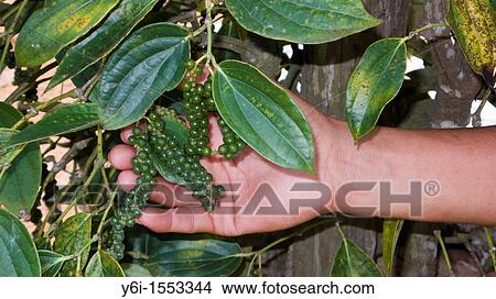 Peppercorn growing on vine Phu Quoc Island Vietnam View Large Photo Image Picture - Peppercorn growing on vine Phu Quoc Island Vietnam. Fotosearch
