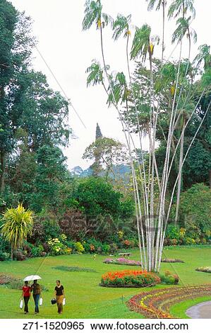 Stock Photography - Peradeniya Botanical Gardens, Kandy, Sri Lanka. Fotosearch