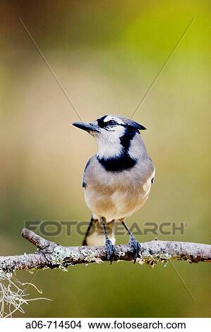 Perched Blue Jay View Large Photo Image Picture - Perched Blue Jay. Fotosearch