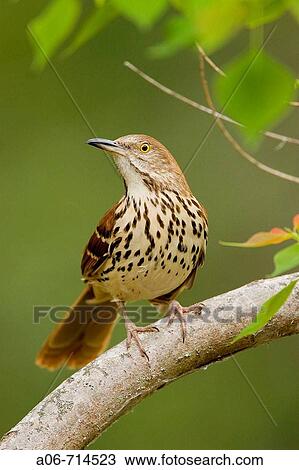 perched View Large Photo Image Stock Image - perched. Fotosearch