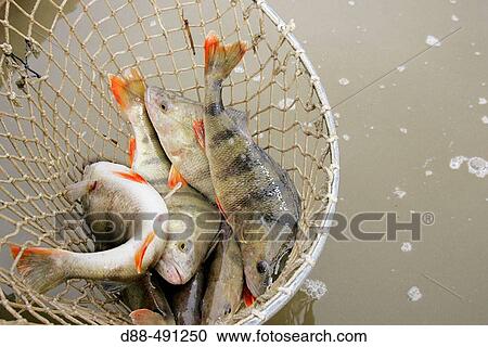 Stock Image - Perches. Pond fishing.. Fotosearch