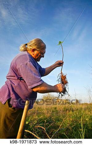 Pere Ginard fig Campos del Puerto Mallorca Balearic Islands Spain View Large Photo Image Stock Image - Pere Ginard fig Campos del Puerto Mallorca Balearic Islands Spain. Fotosearch