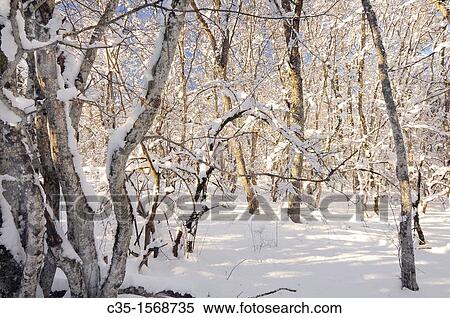 Peredovoe Crimea Ukraine Wood View Large Photo Image Stock Photography - Peredovoe Crimea Ukraine Wood. Fotosearch