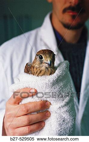 Peregrine Falcon. Centro de Recuperaci? n de Fauna Salvaje. Torre Ferrusa, Sabadell, Barcelona province, Spain View Large Photo Image Stock Photography - Peregrine Falcon. Centro de Recuperaci? n de Fauna Salvaje. Torre Ferrusa, Sabadell, Barcelona province, Spain. Fotosearch