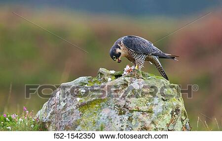 PEREGRINE FALCON Falco peregrinus. View Large Photo Image Stock Image - PEREGRINE FALCON Falco peregrinus.. Fotosearch