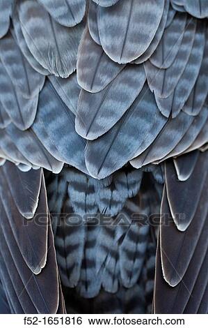 PEREGRINE FALCON Falco peregrinus View Large Photo Image Stock Photograph - PEREGRINE FALCON Falco peregrinus. Fotosearch