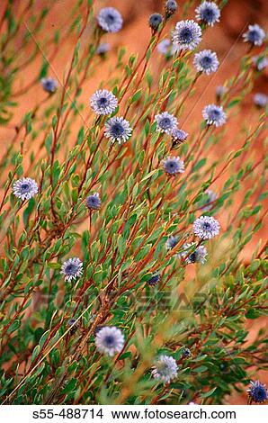 Perennial bushy plant of the globularia family - globulariaceae - up to 60 cm View Large Photo Image Picture - Perennial bushy plant of the globularia family - globulariaceae - up to 60 cm. Fotosearch