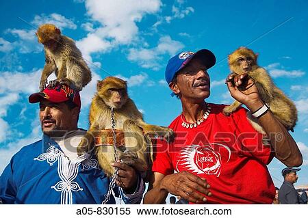 Performers with monkeys in Jemaa el Fna square, Marrakech, Morocco View Large Photo Image Stock Photography - Performers with monkeys in Jemaa el Fna square, Marrakech, Morocco. Fotosearch