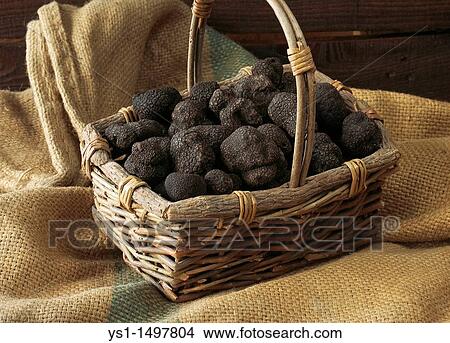 Perigord Truffle, tuber melanosporum, Mushrooms at Lalbenque Market in Lot, France View Large Photo Image Picture - Perigord Truffle, tuber melanosporum, Mushrooms at Lalbenque Market in Lot, France. Fotosearch